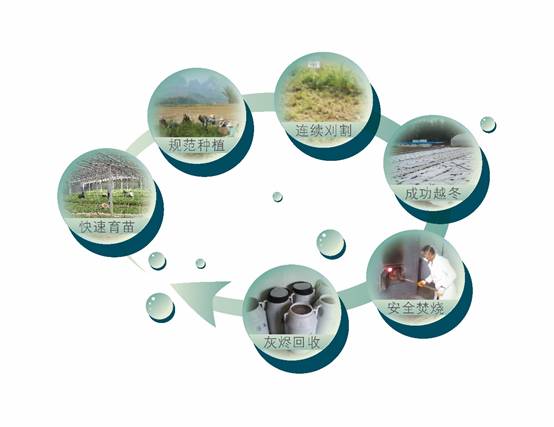 植物萃取技術(shù) 農(nóng)田污染土壤的良藥