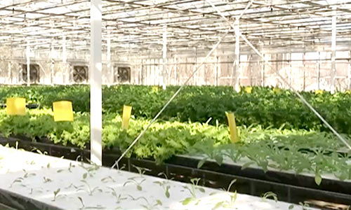 全國蔬菜在田面積穩(wěn)中有增，農(nóng)業(yè)面源與重金屬污染防治技術(shù)服務(wù)同步推進(jìn)