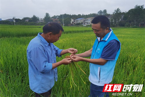 醴陵田間培訓(xùn) 為糧食豐收保駕護(hù)航，強(qiáng)化農(nóng)業(yè)面源和重金屬污染防治技術(shù)服務(wù)