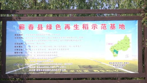 蘄春縣農業農村局多措并舉 擴大再生稻種植面積與推進農業污染防治，全力保障糧食豐產增收