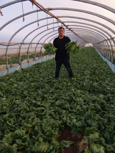 暖心捐贈顯真情 農技服務護生態——太平新城農戶捐贈蔬菜助力抗疫與農業環保并行