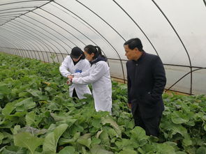 雙港油菜苔田間取樣檢測 源頭把控，筑牢農產品質量安全與污染防治雙防線