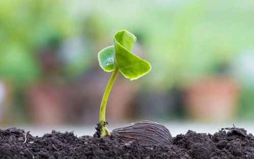 晨光中的幸福觀 守護(hù)綠水青山的雙重使命