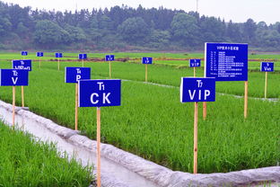 茶陵重金屬污染耕地修復(fù)治理項(xiàng)目榮獲A級(jí)評(píng)價(jià)，農(nóng)業(yè)面源與重金屬污染防治技術(shù)成果顯著