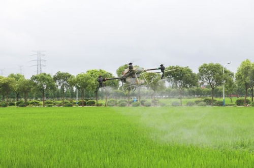 應(yīng)對(duì)關(guān)鍵期挑戰(zhàn) 臺(tái)風(fēng)季水稻養(yǎng)護(hù)與農(nóng)業(yè)污染防治并重